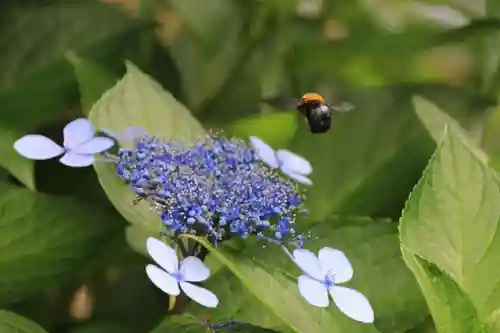 隠津島神社の自然