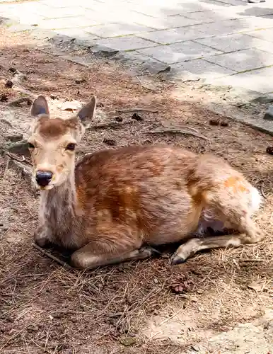 東大寺(奈良県)