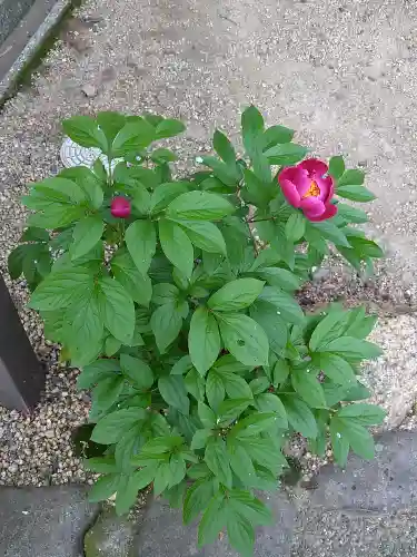 藤田神社[旧児島湾神社]の自然