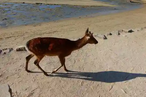 厳島神社の動物
