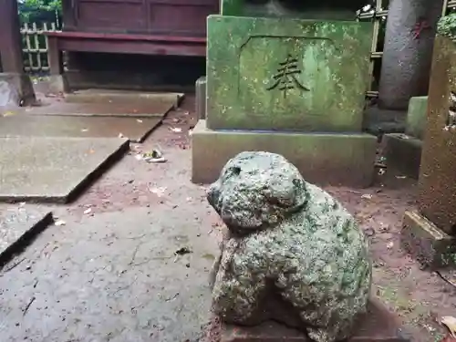 渋谷氷川神社の狛犬