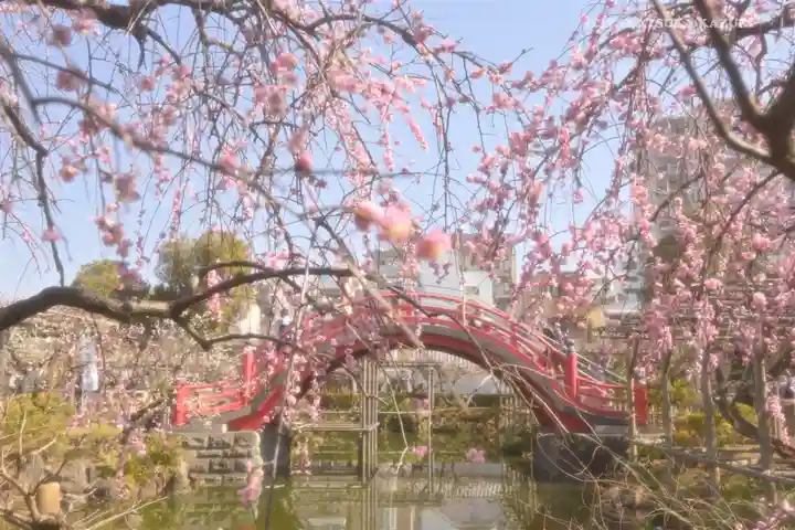 亀戸天神社の庭園