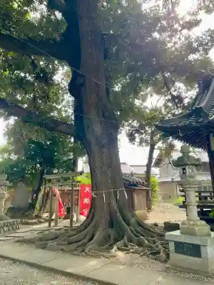 諏訪大神社 の{uncategorized: "未分類", other: "その他", undefined: "問題あり", building: "その他建物", grave: "お墓", sacred_gate: "鳥居", guardian: "狛犬", statue: "像", buddha: "仏像", history: "歴史", nature: "自然", garden: "庭園", animal: "動物", pagoda: "塔", temizu: "手水舎", mountain_gate: "山門・神門", sanctuary: "本殿・本堂", subordinate: "末社・摂社", art: "芸術", scenery: "景色", jizo: "地蔵", ema: "絵馬", goshuin: "御朱印", omikuji: "おみくじ", items: "授与品その他", amulet: "お守り", goshuincho: "御朱印帳", eats: "食事", festival: "お祭り", votive_dance: "神楽", shichigosan: "七五三参", wedding: "結婚式", experience: "体験その他", initially: "初詣", around: "周辺", anti_infection: "感染症対策"}