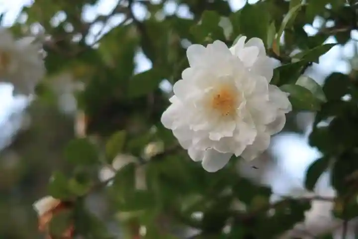 神峯山寺の自然