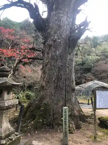 龍蔵寺の自然