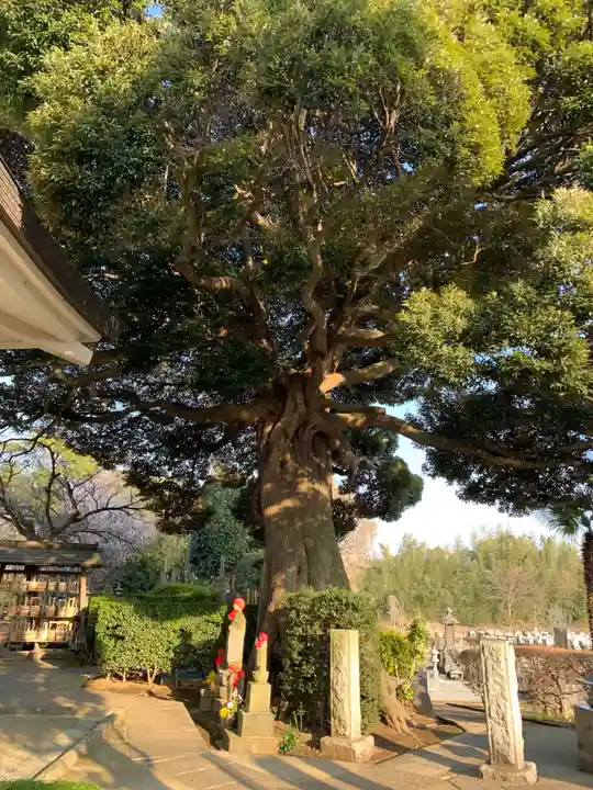 善照寺(千葉県)