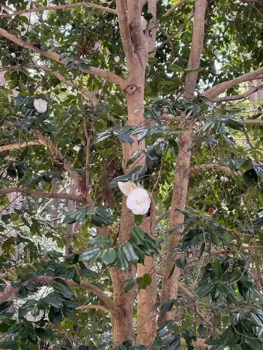 椿大神社の{uncategorized: "未分類", other: "その他", undefined: "問題あり", building: "その他建物", grave: "お墓", sacred_gate: "鳥居", guardian: "狛犬", statue: "像", buddha: "仏像", history: "歴史", nature: "自然", garden: "庭園", animal: "動物", pagoda: "塔", temizu: "手水舎", mountain_gate: "山門・神門", sanctuary: "本殿・本堂", subordinate: "末社・摂社", art: "芸術", scenery: "景色", jizo: "地蔵", ema: "絵馬", goshuin: "御朱印", omikuji: "おみくじ", items: "授与品その他", amulet: "お守り", goshuincho: "御朱印帳", eats: "食事", festival: "お祭り", votive_dance: "神楽", shichigosan: "七五三参", wedding: "結婚式", experience: "体験その他", initially: "初詣", around: "周辺", anti_infection: "感染症対策"}