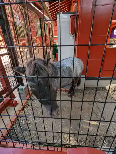 神田神社（神田明神）(東京都)