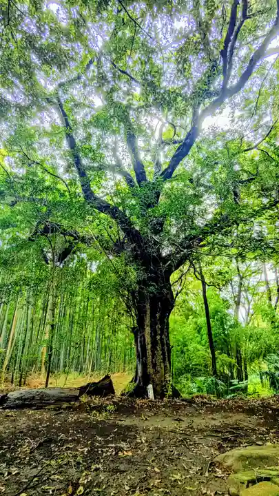 七百餘所神社 の自然