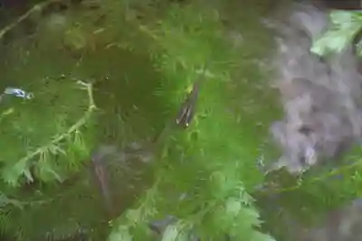 高司神社〜むすびの神の鎮まる社〜の手水舎