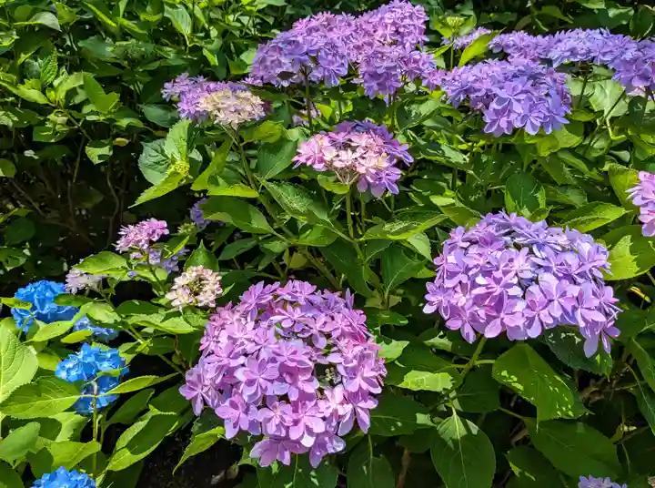 長谷寺(神奈川県)