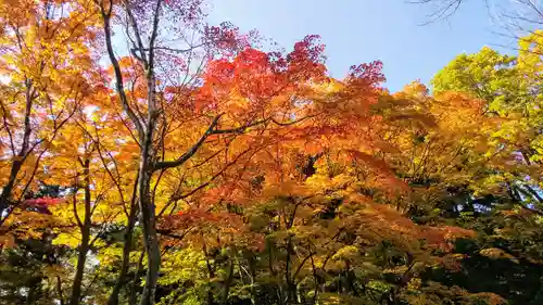 開拓神社の自然