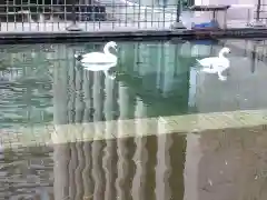 頂法寺（六角堂）の動物