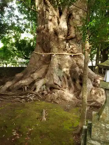 川津来宮神社の自然