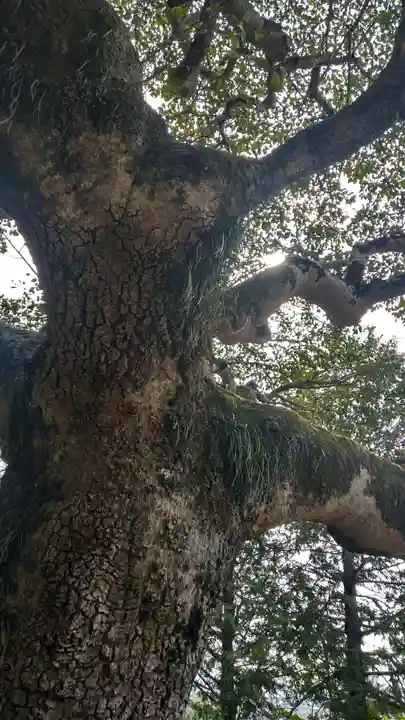 鶴崎神社の自然