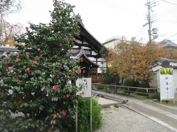 妙蓮寺の本殿・本堂