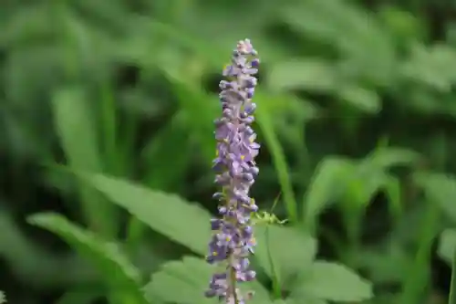長屋神社の自然