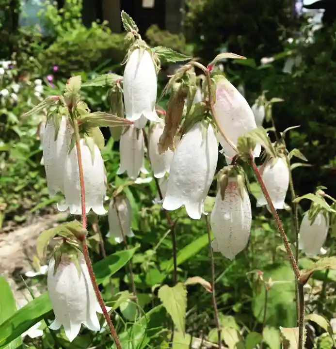 豊景神社の自然