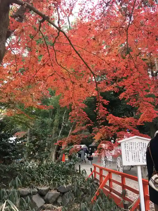 賀茂御祖神社(下鴨神社)の自然