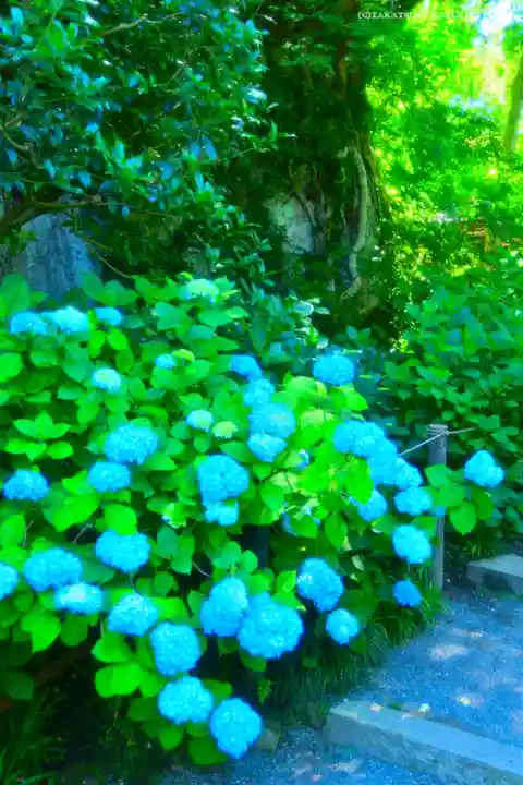 明月院(神奈川県)