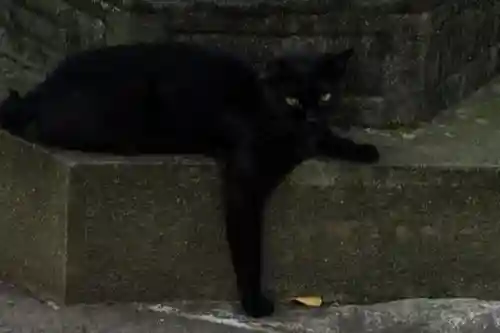 白山神社の動物