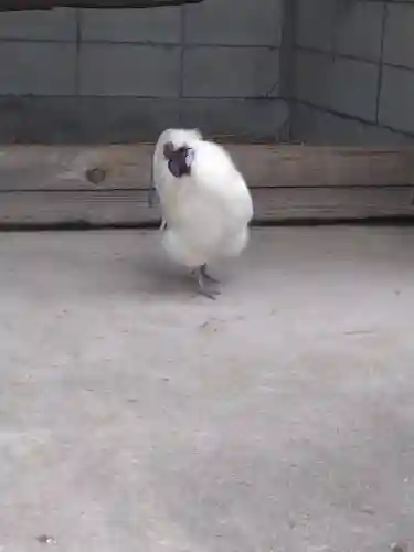 阿智神社の動物