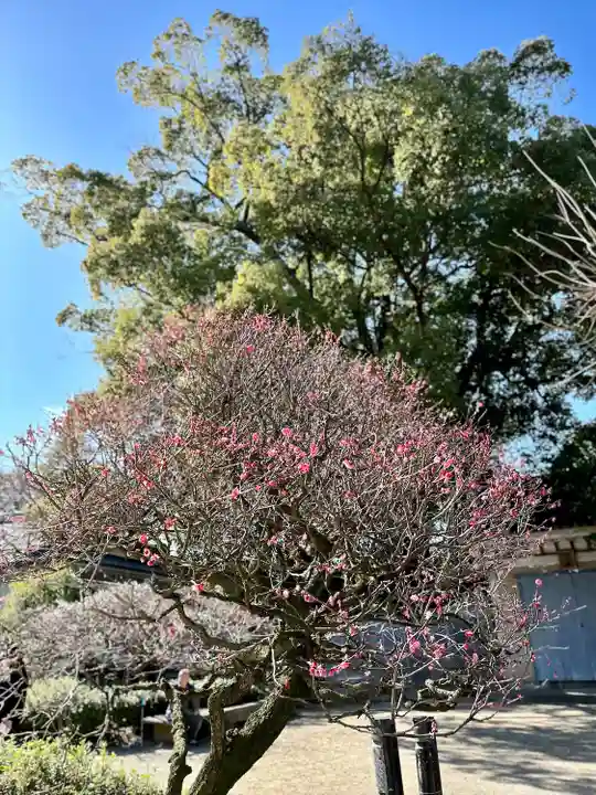 道明寺天満宮(大阪府)