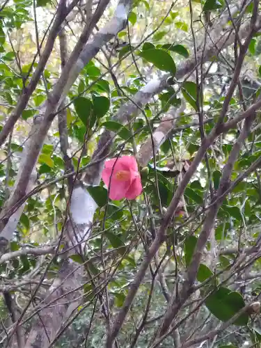 包ケ浦神社の自然