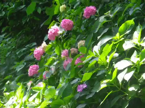 御霊神社の自然