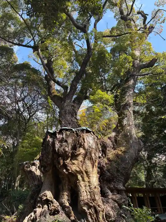 來宮神社(静岡県)