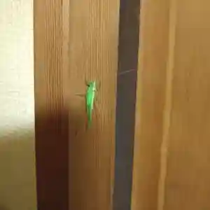 石内のお大師さん 金剛院の動物(2022年10月04日(火) 10時28分19秒投稿)