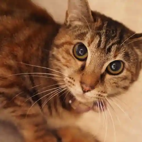 天王山 安楽寺(福井県)