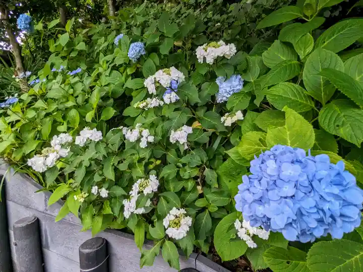 長谷寺(神奈川県)