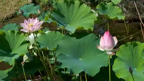  智積院(京都府)