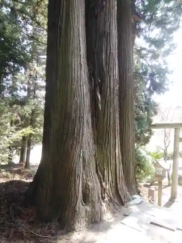 鹿島大神宮の自然
