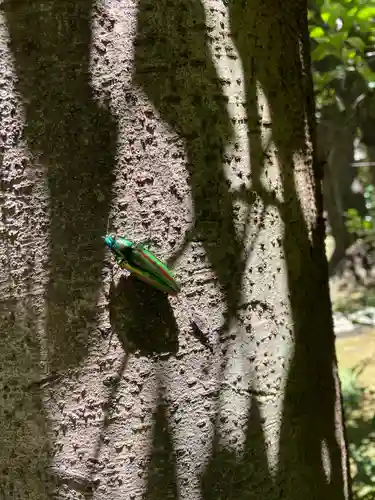 代々木八幡宮(東京都)