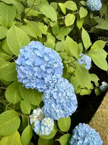 明月院(神奈川県)