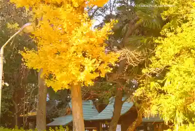 稲毛神社(神奈川県)