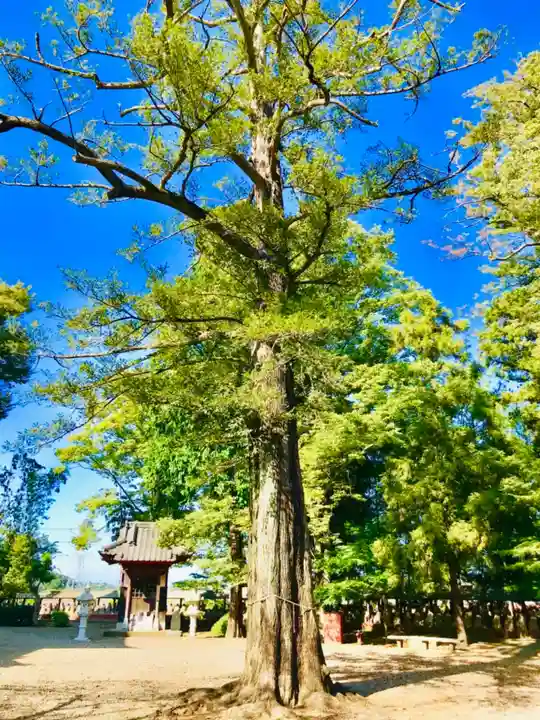 不動院(板橋不動尊)の自然