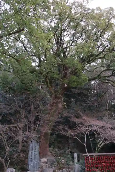 太宰府天満宮(福岡県)