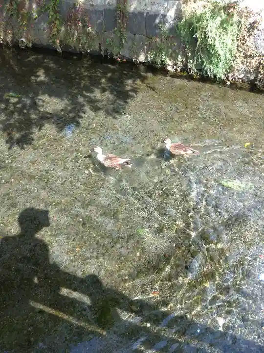 三嶋大社の動物