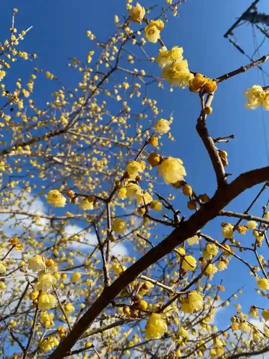 羽黒山神社の{uncategorized: "未分類", other: "その他", undefined: "問題あり", building: "その他建物", grave: "お墓", sacred_gate: "鳥居", guardian: "狛犬", statue: "像", buddha: "仏像", history: "歴史", nature: "自然", garden: "庭園", animal: "動物", pagoda: "塔", temizu: "手水舎", mountain_gate: "山門・神門", sanctuary: "本殿・本堂", subordinate: "末社・摂社", art: "芸術", scenery: "景色", jizo: "地蔵", ema: "絵馬", goshuin: "御朱印", omikuji: "おみくじ", items: "授与品その他", amulet: "お守り", goshuincho: "御朱印帳", eats: "食事", festival: "お祭り", votive_dance: "神楽", shichigosan: "七五三参", wedding: "結婚式", experience: "体験その他", initially: "初詣", around: "周辺", anti_infection: "感染症対策"}