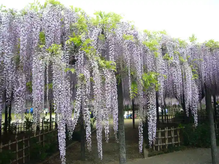 玉敷神社(埼玉県)