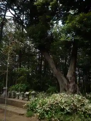 大井香取神社の末社・摂社
