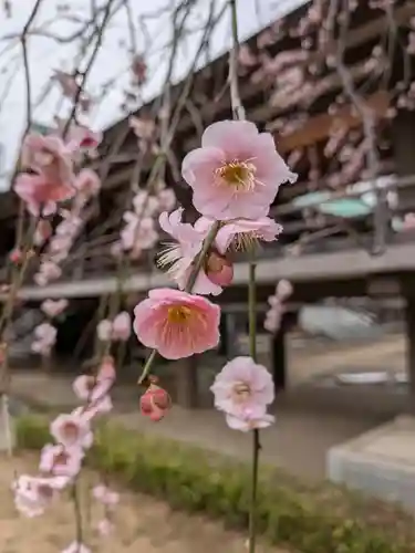 妙法寺(東京都)