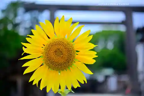 伊勢山皇大神宮(神奈川県)