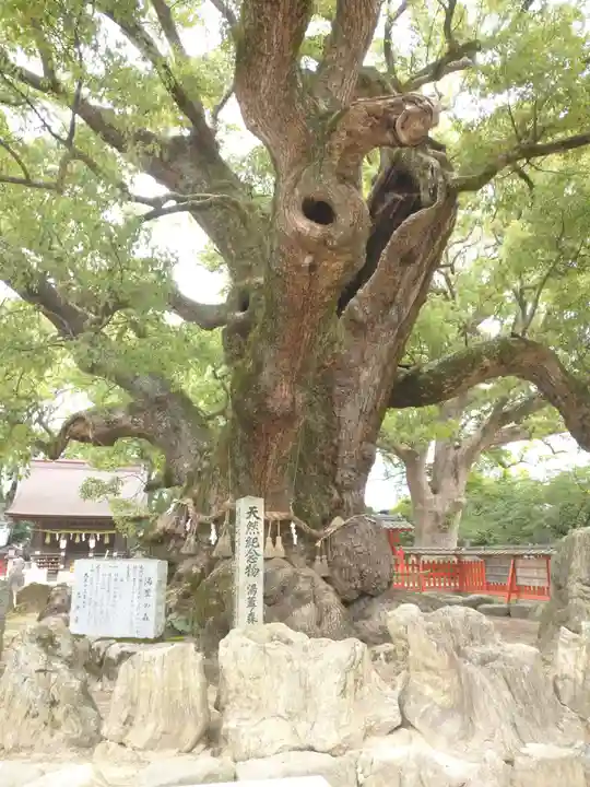 宇美八幡宮の自然