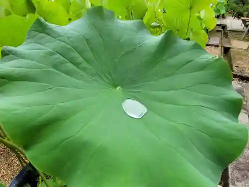 法金剛院の自然