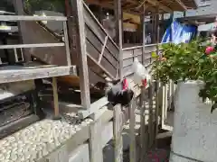 大崎八幡宮の動物