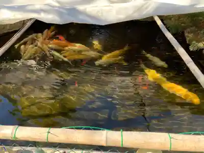 龍眼寺(萩寺)(東京都)